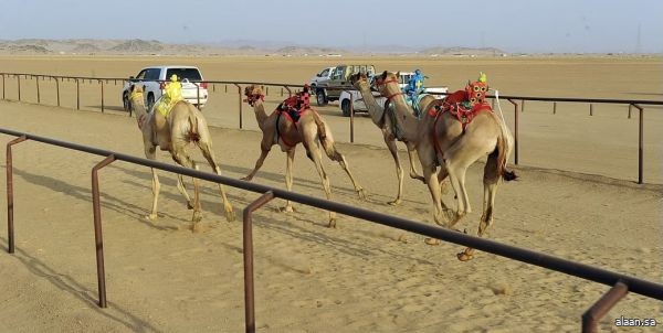 ميدان نجران للهجن يعلن نتائج سباق سن ” المفاريد”