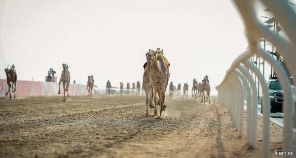 الخميس القادم .. بدء تسجيل المشاركين في السباق التمهيدي لمهرجان ولي العهد للهجن