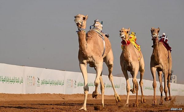 ميدان تبوك للهجن .. السعودية والإمارات أبطال "الأولمبية" لفئة الـ "لقايا"