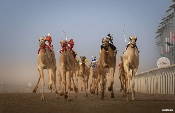 مهرجان ولي العهد للهجن ..  "مذهل" تتوج بالتوقيت الأفضل لـ "الحقايق" في افتتاح المرحلة النهائية