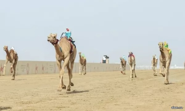 15 هجّاناً عربياً ثمرة معسكر الاتحاد العربي للهجن في الطائف