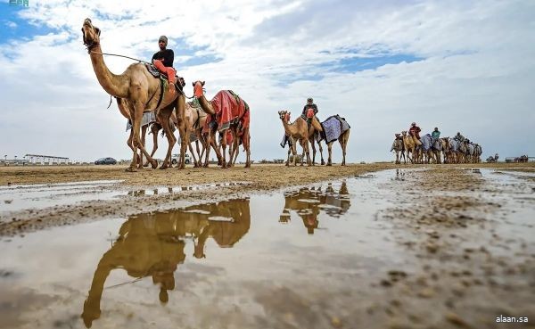 مهرجان ولي العهد للهجن في نسخته السادسة يُسجل أرقاماً قياسية في توقيت الأشواط