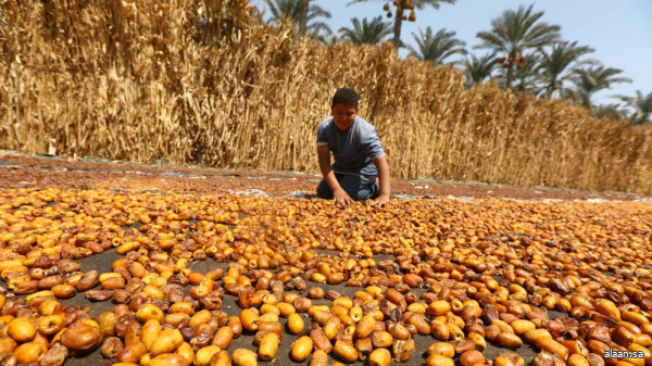 الصين تعلن عن اكتشاف نوع جديد من السرخسيات لعلاج الزهايمر