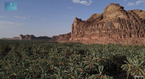 في تظاهرة اقتصادية موسمية بارزة .. الهيئة الملكية لمحافظة العلا تُطلق غداً "موسم التمور"