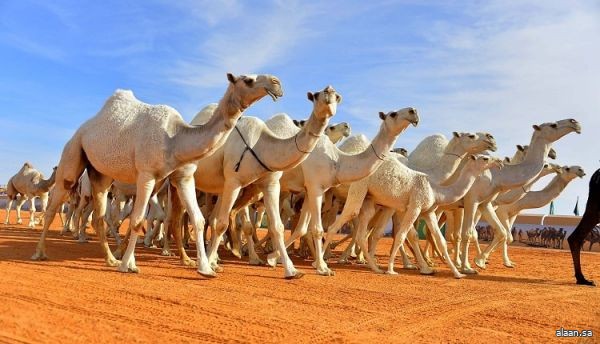 مبيعات تجاوزت 10 ملايين ريال خلال يوم واحد يسجلها مهرجان جادة الإبل في الطائف