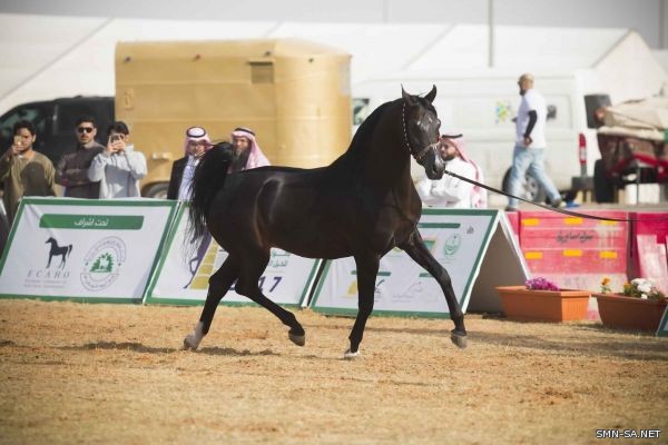 بطولة القصيم الثانية للخيل العربية الأصيلة تنطلق غداً