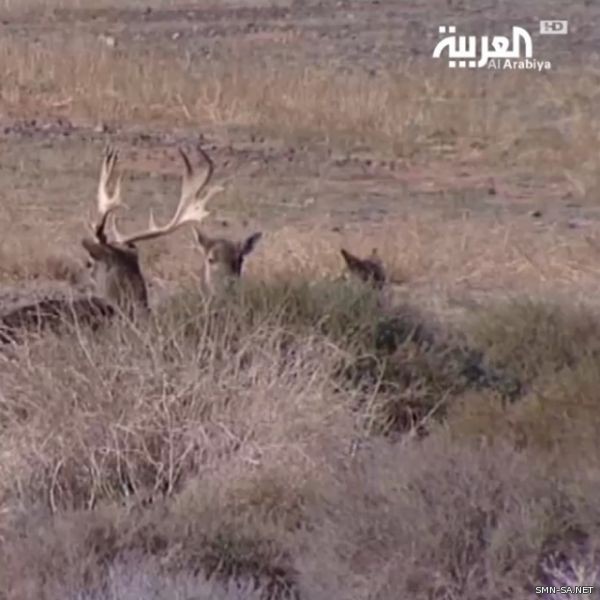 بالخرائط.. تعرف على المحميات الملكية في السعودية