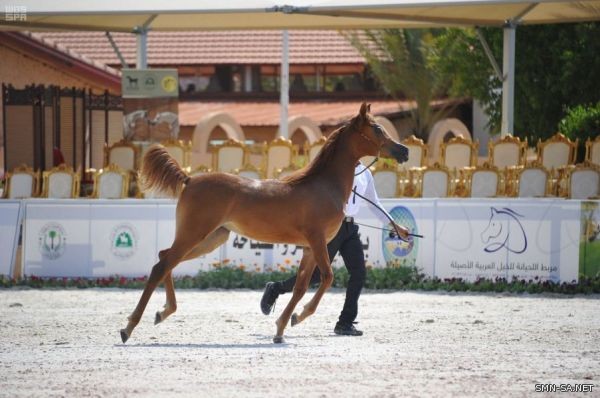 انطلاق بطولة (لجمال الخيل العربية) بسوق عكاظ الخميس المقبل