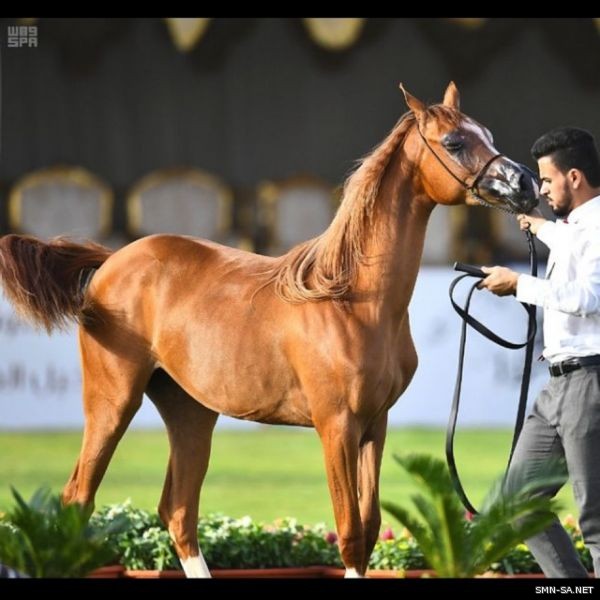 ( جوليا ) تُحرز المركز الأول في بطولة سوق عكاظ لجمال الخيل العربية