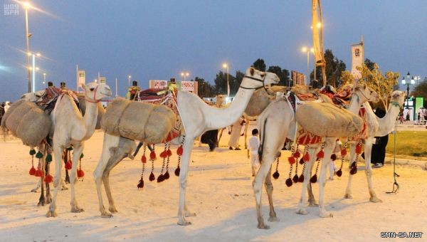 زوار سوق عكاظ يحتشدون أمام قوافل الإبل التي تجوب (الجادة)