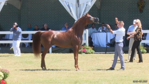 ثلاث ميداليات لمربط عذبة في بطولة كأس الران لجمال الخيل العربية الأصيلة ببلجيكا